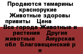 Продаются тамарины краснорукие . Животные здоровы привиты › Цена ­ 85 000 - Все города Животные и растения » Другие животные   . Амурская обл.,Благовещенский р-н